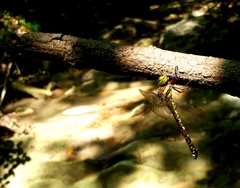 Caliaeschna microstigma