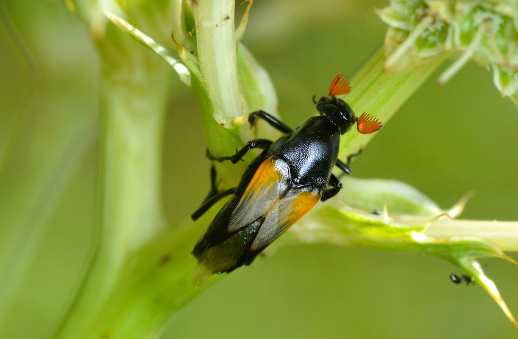 Macrosiagon dimidiata