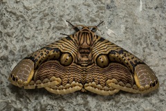 Brahmaea hearseyi