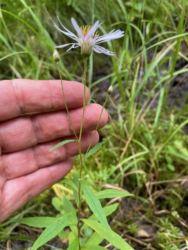 Blake's Aster (Oclemena ×)