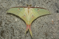 Actias selene