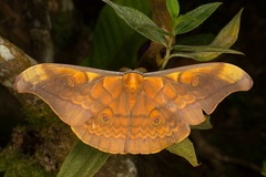 Antheraea ulrichbroschi