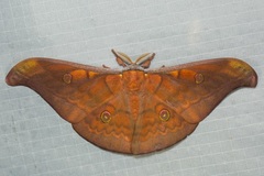 Antheraea broschi