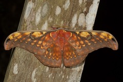 Antheraea larissa