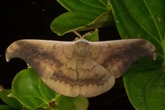 Antheraea platessa