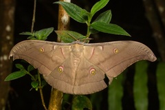 Antheraea