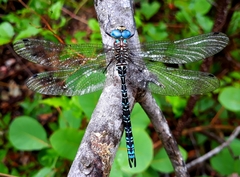 Caliaeschna microstigma