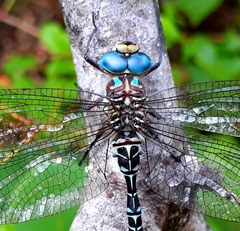 Caliaeschna microstigma