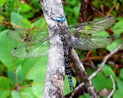 Caliaeschna microstigma