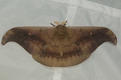 Antheraea platessa