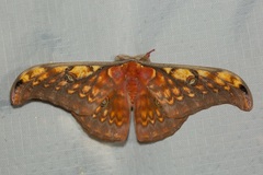 Antheraea larissa