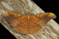 Antheraea ulrichbroschi