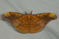 Antheraea ulrichbroschi