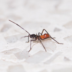 Paradasynus spinosus