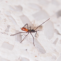 Paradasynus spinosus