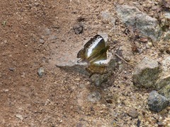 Vindula dejone erotella