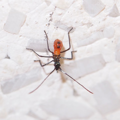 Paradasynus spinosus
