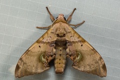 Daphnusa ocellaris