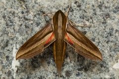 Hippotion boerhaviae