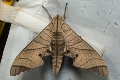 Marumba juvencus