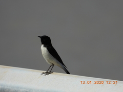 Oenanthe albonigra