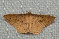 Striglininae