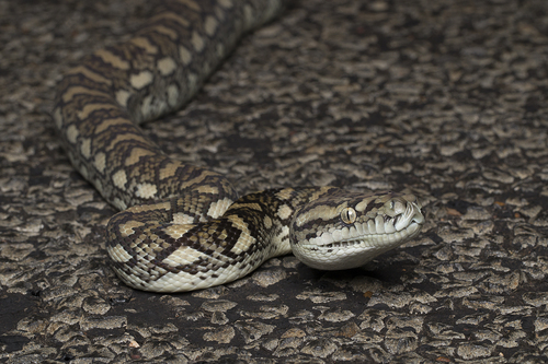 Coastal Carpet Python sighting
