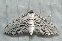 Epaena