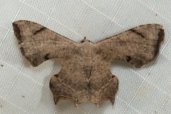 Dysaethria quadricaudata