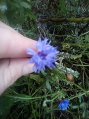 Centaurea cyanus