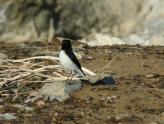 Oenanthe albonigra