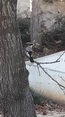 Garrulus glandarius atricapillus