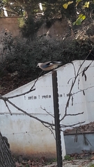 Garrulus glandarius atricapillus