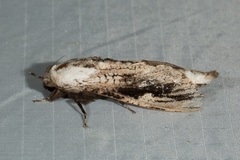 Panau adusta