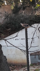 Garrulus glandarius atricapillus