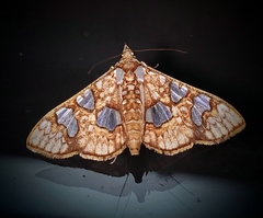 Glyphodes canthusalis