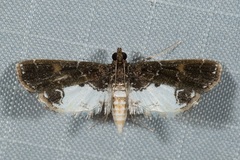 Paracymoriza albifascialis