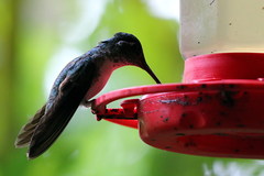 Lampornis hemileucus