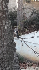 Garrulus glandarius atricapillus