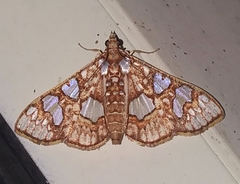 Glyphodes canthusalis