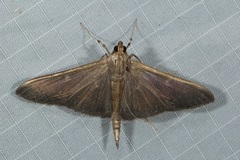 Coptobasis