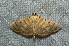 Dichocrocis