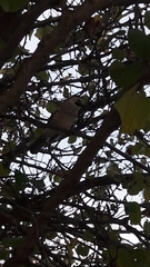 Garrulus glandarius atricapillus