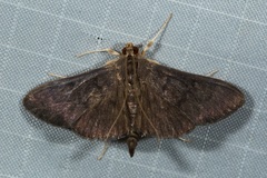 Phostria