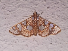 Glyphodes canthusalis