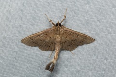 Phostria
