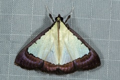 Pitama hermesalis