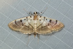 Pycnarmon