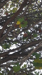 Garrulus glandarius atricapillus