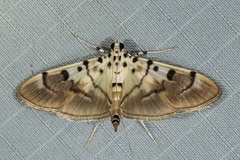 Pycnarmon